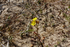 Bulbine semibarbata