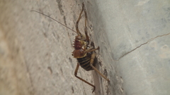 Hemihetrodes bachmanni