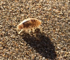 Alloniscus perconvexus