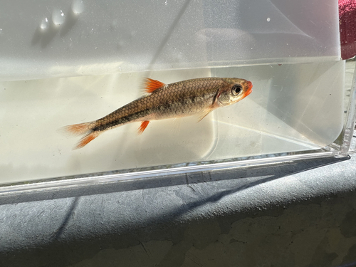 Roodlip-shiner (Notropis chiliticus) — Cyprinidae