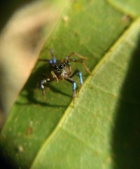 Cytaea