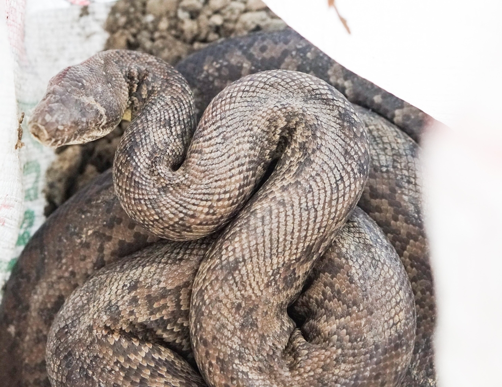 Macklot's Python from Ai-tarak Laran, Dili on October 2, 2018 at 02:35 ...
