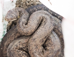 Liasis mackloti