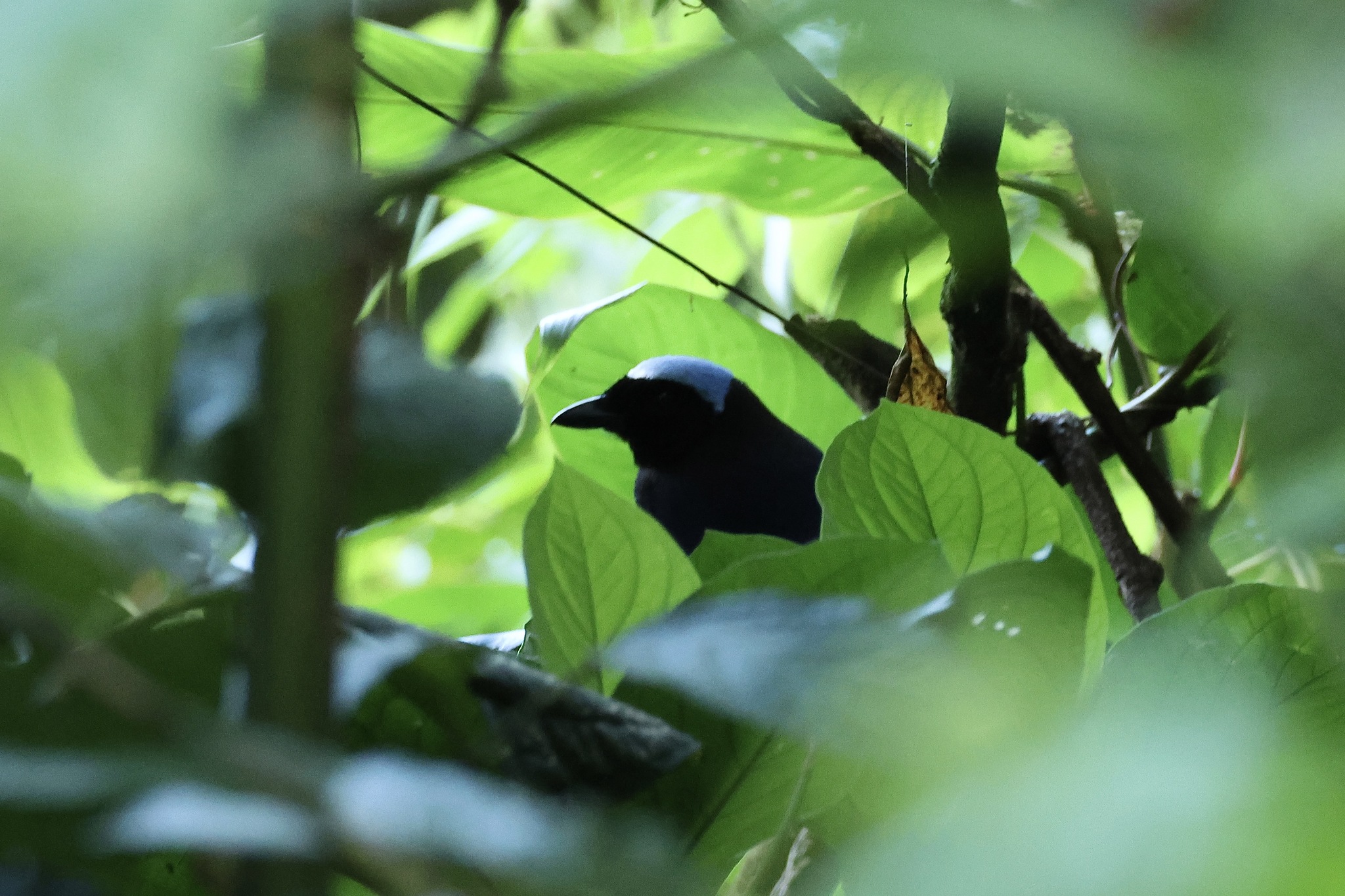 Azure-hooded Jay (Cyanolyca cucullata), photo 10