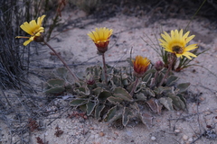 Arctotis verbascifolia