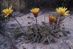 Arctotis verbascifolia