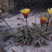 Arctotis verbascifolia - Photo (c) Nick Helme, algunos derechos reservados (CC BY-SA), uploaded by Nick Helme