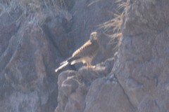 Falco moluccensis