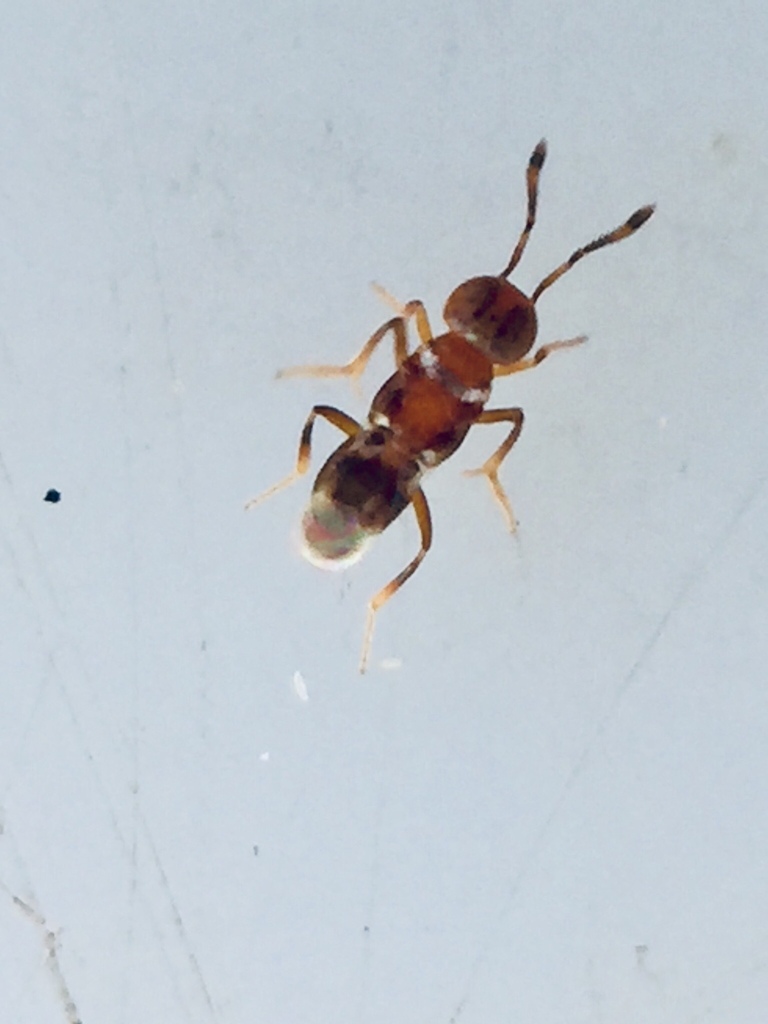Cheiloneurus gonatopodis