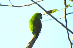 Bolbopsittacus lunulatus