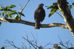 Accipiter