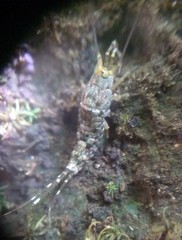Meinertellidae