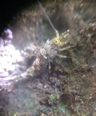 Meinertellidae