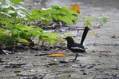 Copsychus mindanensis