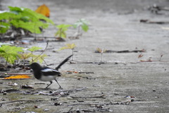 Copsychus mindanensis