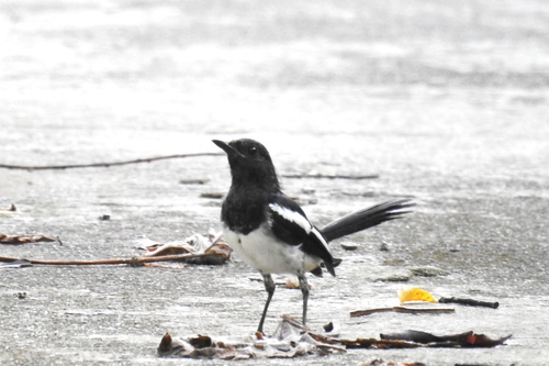Copsychus mindanensis