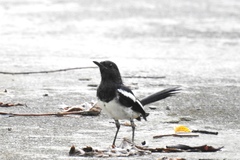 Copsychus mindanensis