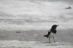 Copsychus mindanensis