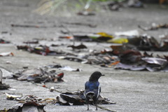 Copsychus mindanensis