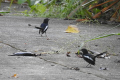 Copsychus mindanensis