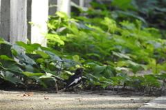 Copsychus mindanensis