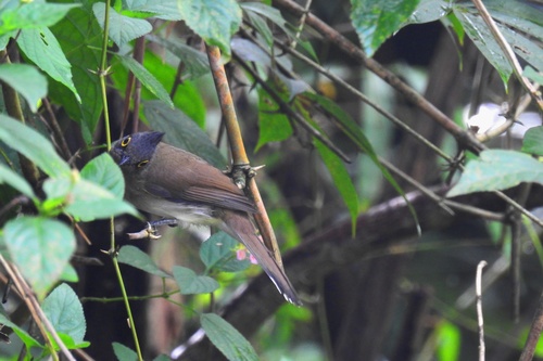 Yellow-wattled Bulbul (Microtarsus urostictus), photo 9