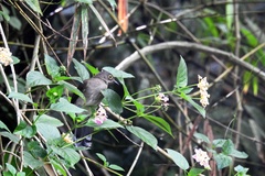 Brachypodius urostictus