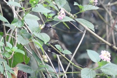 Brachypodius urostictus