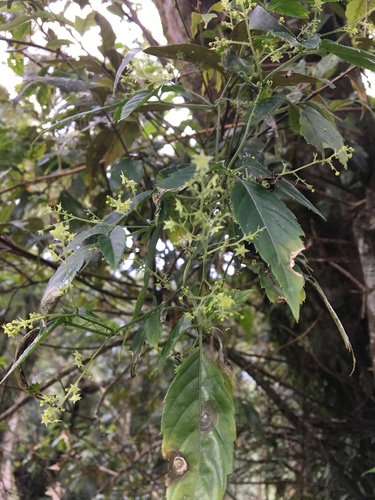 Gynostemma pentaphyllum iNat (1)