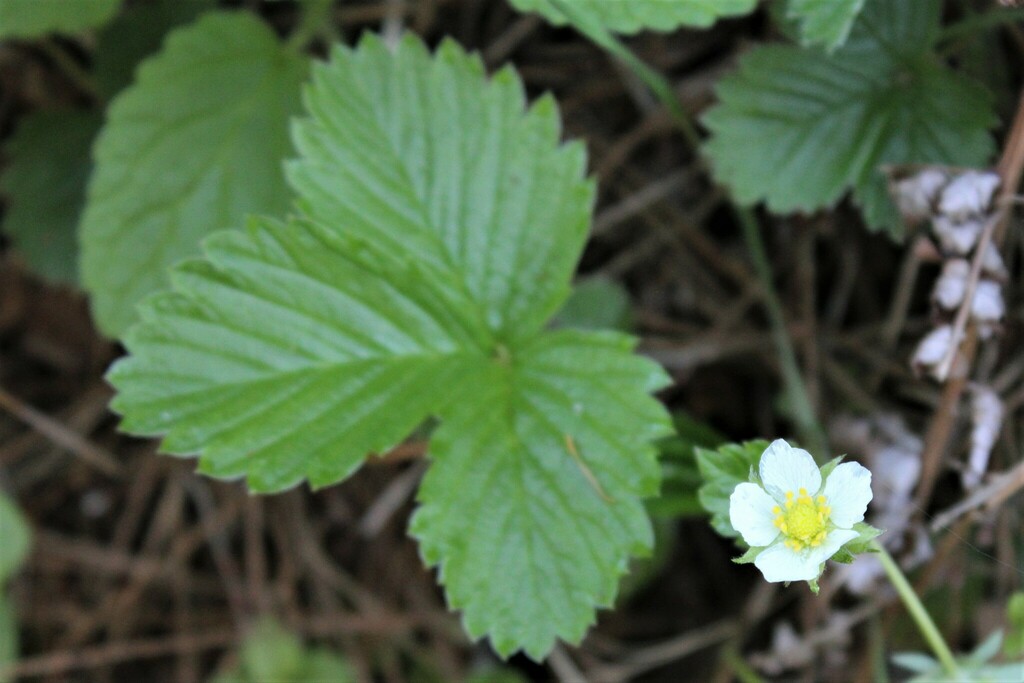 woodland-strawberry-from-middle-green-gulch-trail-california-94965