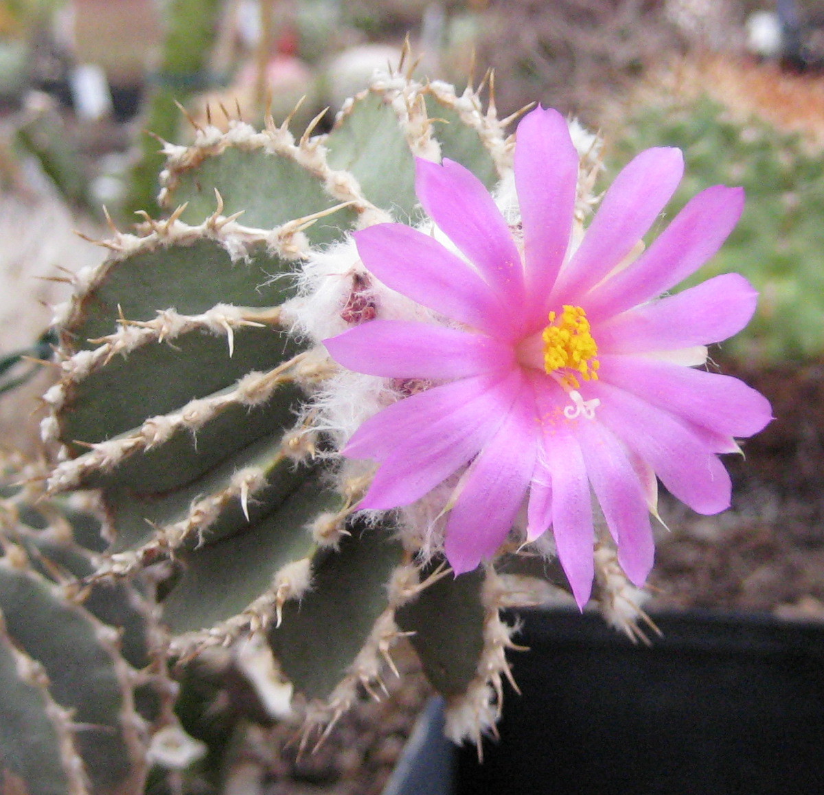 Geohintonia