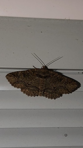 Maple Zale Moth photo 5
