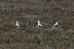Cladorhynchus leucocephalus