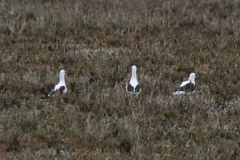 Cladorhynchus leucocephalus