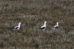 Cladorhynchus leucocephalus
