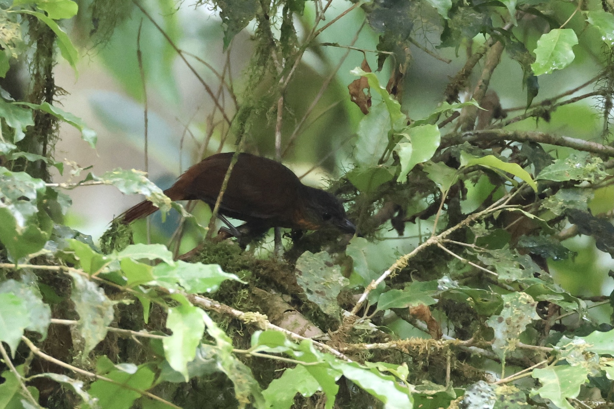 Streak-breasted Treehunter (Thripadectes rufobrunneus), photo 4