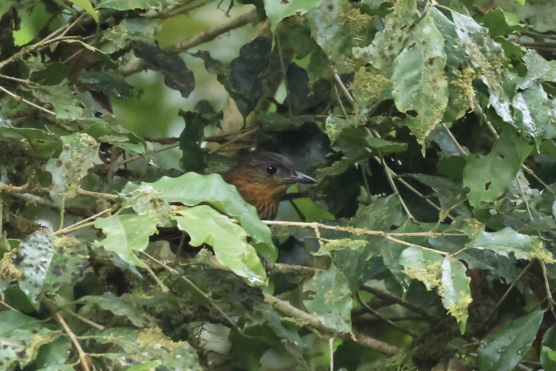 Streak-breasted Treehunter (Thripadectes rufobrunneus), photo 3