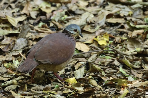 Chiriqui Quail-Dove (Zentrygon chiriquensis), photo 6