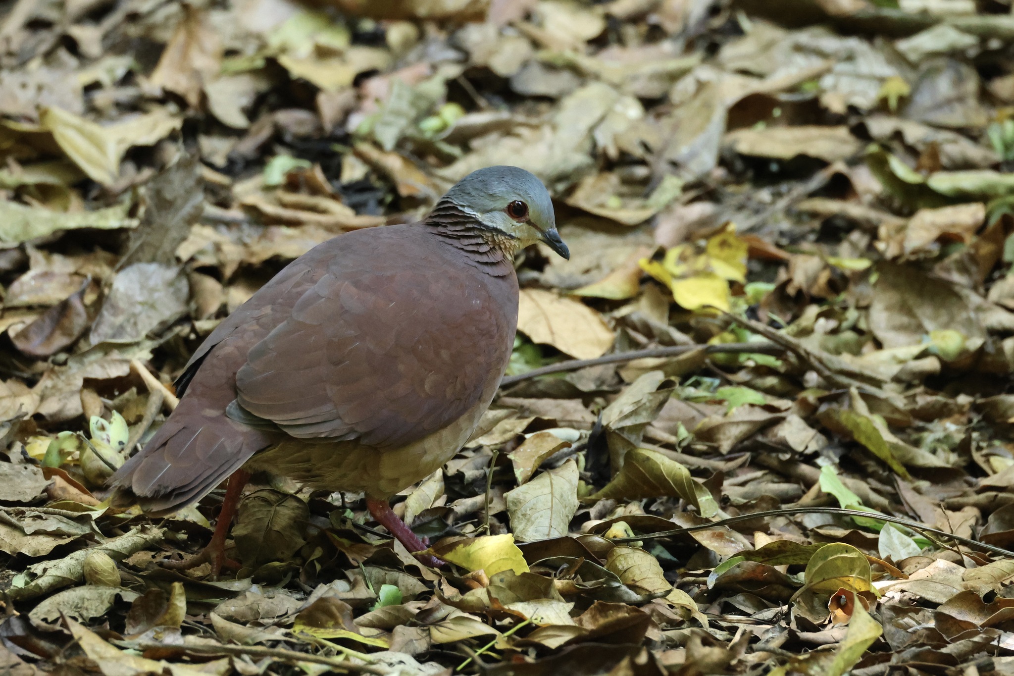 Chiriqui Quail-Dove (Zentrygon chiriquensis), photo 6