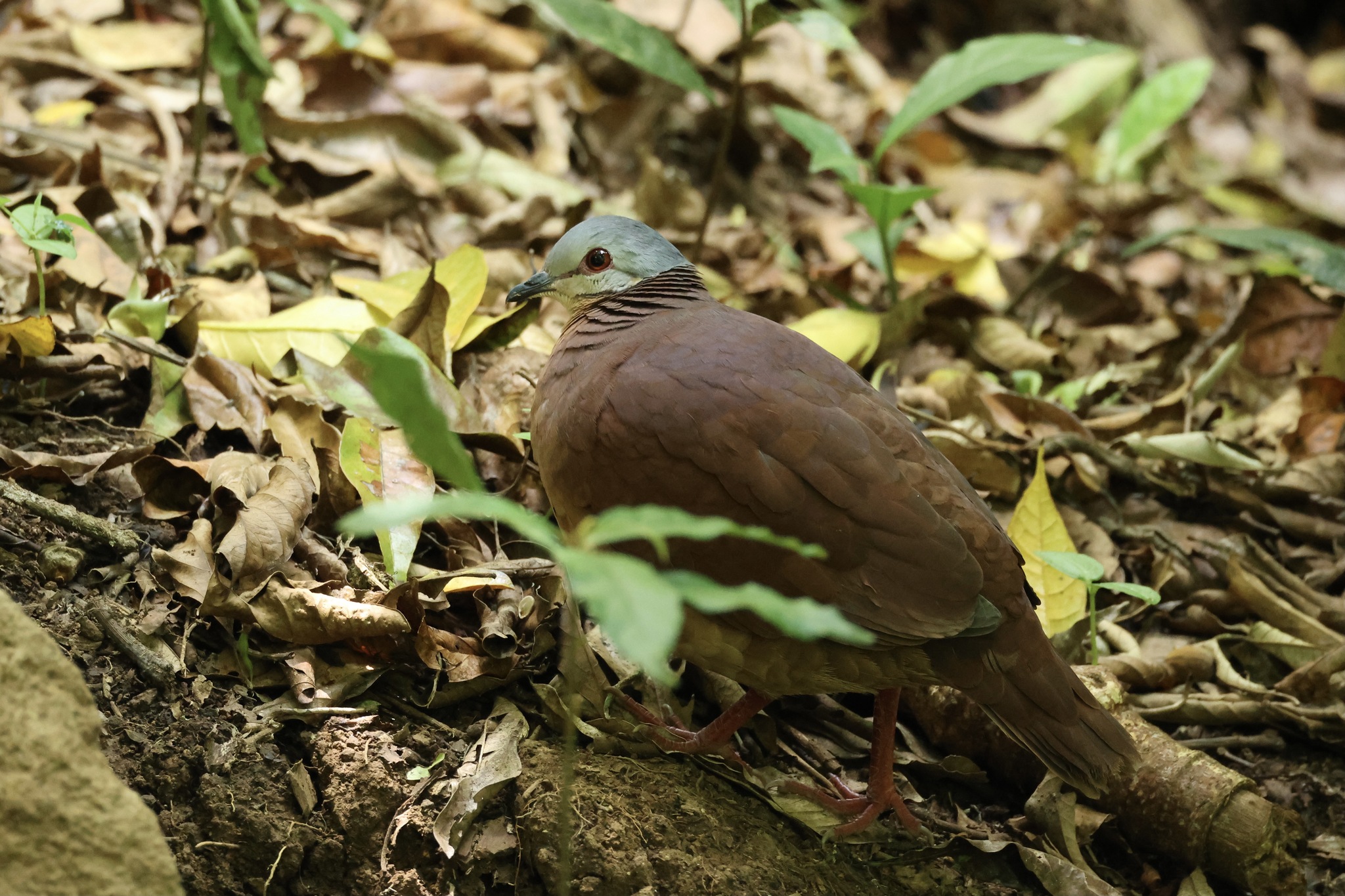 Chiriqui Quail-Dove (Zentrygon chiriquensis), photo 7