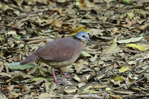 Chiriqui Quail-Dove (Zentrygon chiriquensis), photo 5