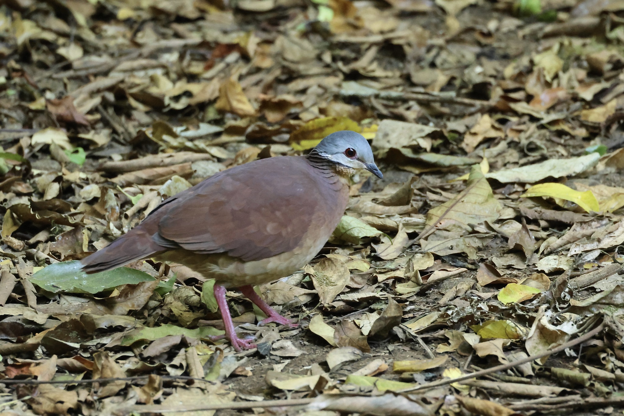 Chiriqui Quail-Dove (Zentrygon chiriquensis), photo 5