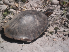 Trachemys ornata