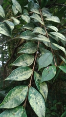 Ligustrum pricei