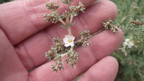 Namaqua Sea Heath (Frankenia anneliseae)