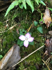 Sarcopyramis napalensis delicata