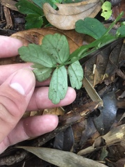 Elatostema obtusum trilobulatum