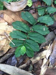 Elatostema obtusum trilobulatum