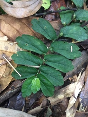 Elatostema obtusum trilobulatum
