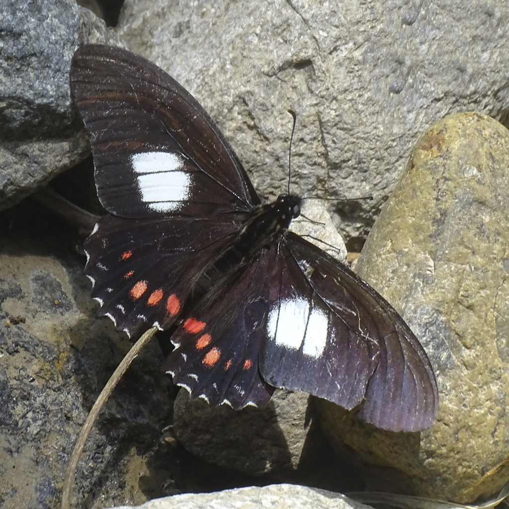 Mimoides xeniades